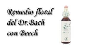 remedio floral con beech