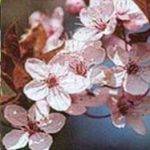 flor cherry plum