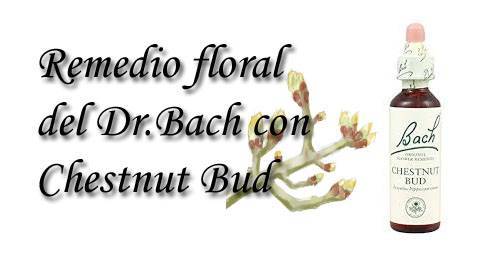 remedio floral con chestnut bud