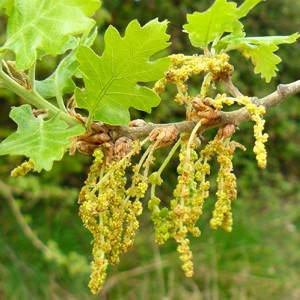 flor de bach oak