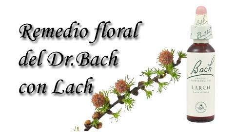 remedio floral con lach