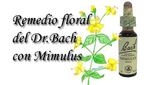 remedio floral con mimulus