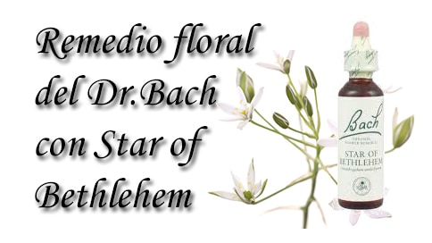 remedio floral con star of bethlehem
