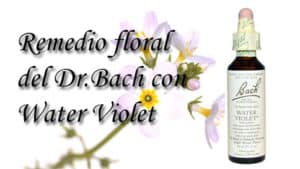 remedio floral con water violet