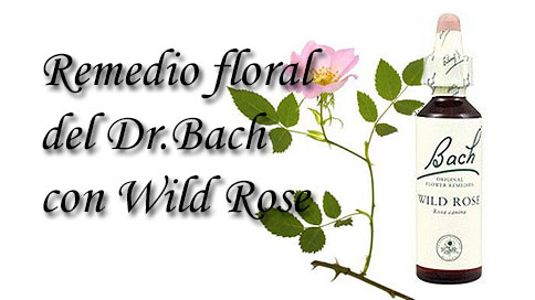 remedio floral con wild rose