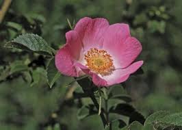 flor wild rose
