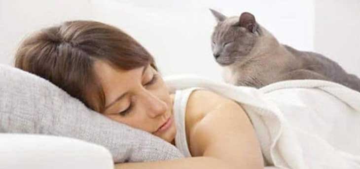 qué significa soñar con gatos?